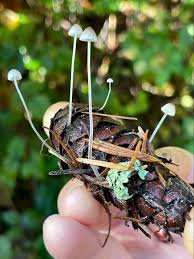 Attēlu rezultāti vaicājumam “Mycena amicta”