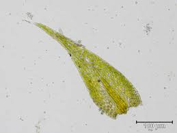 Attēlu rezultāti vaicājumam “Pseudoleskeella nervosa”
