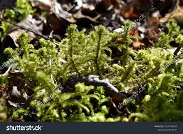 Attēlu rezultāti vaicājumam “Rhytidiadelphus triquetrus”