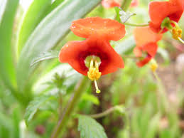 Image result for Alonsoa linearis