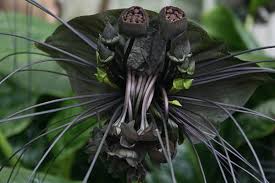 Image result for Tacca chantrieri