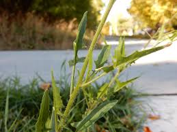 Attēlu rezultāti vaicājumam “Sisymbrium loeselii flower”