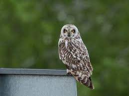 Attēlu rezultāti vaicājumam “Asio flammeus adult”