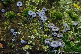 Attēlu rezultāti vaicājumam “Myriosclerotinia scirpicola”