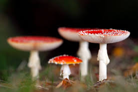 Attēlu rezultāti vaicājumam “Amanita muscaria”