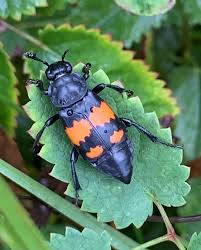 Attēlu rezultāti vaicājumam “Nicrophorus vespillo”