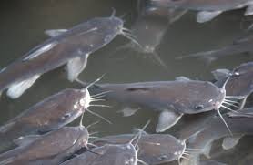 Image result for Ariopsis felis