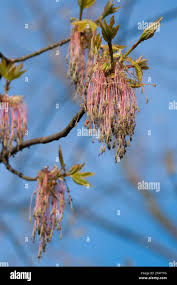 Attēlu rezultāti vaicājumam “Acer negundo female flower”