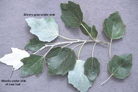 Attēlu rezultāti vaicājumam “Populus x gileadensis”