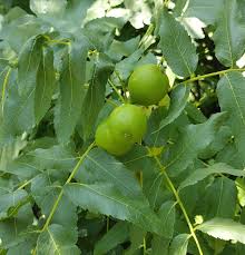 Attēlu rezultāti vaicājumam “Juglans”