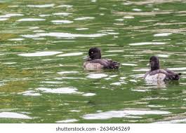 Attēlu rezultāti vaicājumam “Aythya fuligula male”