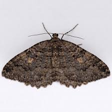 Attēlu rezultāti vaicājumam “Triphosa dubitata”