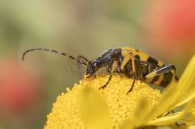 Attēlu rezultāti vaicājumam “Pseudovadonia livida”