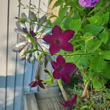Image result for Nicotiana x sanderae `Perfume`F1
