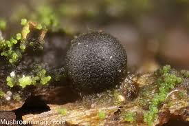 Attēlu rezultāti vaicājumam “Colloderma robustum macro”