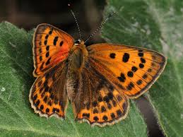 Attēlu rezultāti vaicājumam “Lycaena virgaureae male”