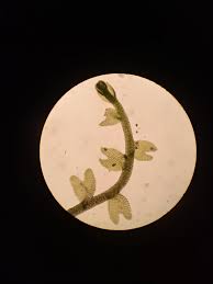 Attēlu rezultāti vaicājumam “Gymnocolea inflata”