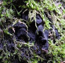 Attēlu rezultāti vaicājumam “Collema flaccidum”