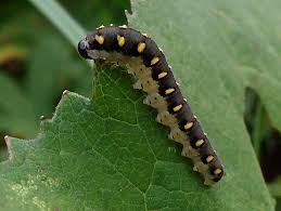 Attēlu rezultāti vaicājumam “Tenthredo mandibularis”