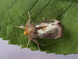 Attēlu rezultāti vaicājumam “Diachrysia tutti”