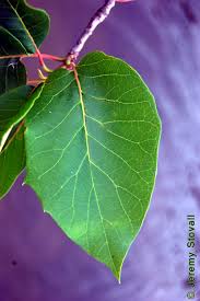 Attēlu rezultāti vaicājumam “Subularia aquatica leaf”