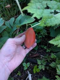 Attēlu rezultāti vaicājumam “Podophyllum hexandrum fruit”