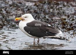 Attēlu rezultāti vaicājumam “Larus marinus”
