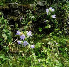 Image result for Campanula trachelium