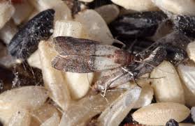 Attēlu rezultāti vaicājumam “Plodia interpunctella”