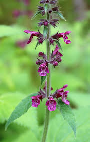 Attēlu rezultāti vaicājumam “Stachys sylvatica”