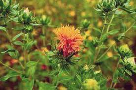 Image result for Carthamus tinctorius