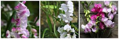Attēlu rezultāti vaicājumam “Lathyrus latifolius fruit”