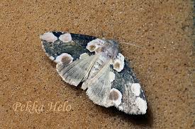 Attēlu rezultāti vaicājumam “Thyatira batis imago”