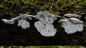 Attēlu rezultāti vaicājumam “Skeletocutis nivea”