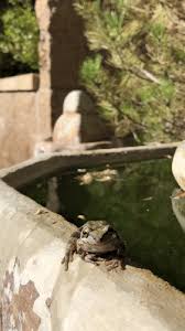 Image result for Bath Amphibians