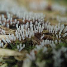 Attēlu rezultāti vaicājumam “Stemonitopsis hyperopta var. landewaldii spores”