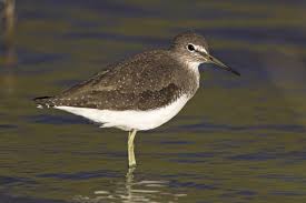 Attēlu rezultāti vaicājumam “Tringa ochropus”