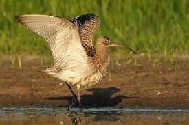 Attēlu rezultāti vaicājumam “Numenius arquata adult”