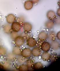 Attēlu rezultāti vaicājumam “Diderma ochraceum young”