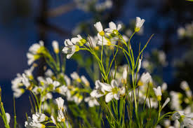 Attēlu rezultāti vaicājumam “Cardamine amara leaf”