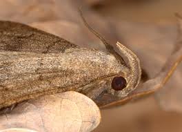 Attēlu rezultāti vaicājumam “Zanclognatha tarsipennalis”