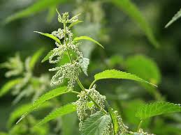 Attēlu rezultāti vaicājumam “Urtica dioica”