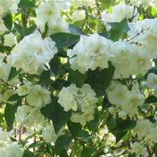 Attēlu rezultāti vaicājumam “Exochorda giraldii var. wilsonii”