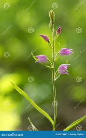 Attēlu rezultāti vaicājumam “Cephalanthera rubra bud”
