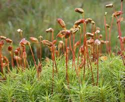 Attēlu rezultāti vaicājumam “Polytrichum commune”