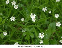 Attēlu rezultāti vaicājumam “Stellaria nemorum flower”