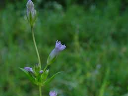 Attēlu rezultāti vaicājumam “Gentianella amarella”