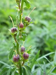 Attēlu rezultāti vaicājumam “Oenothera rubricauli bud”