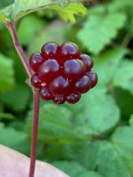 Attēlu rezultāti vaicājumam “Rubus arcticus”