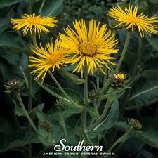 Image result for Inula helenium